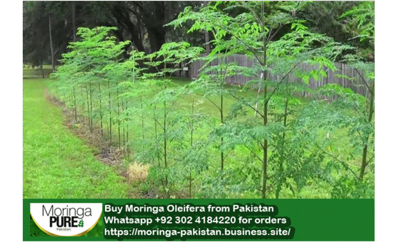 Moringa-Pakistan
