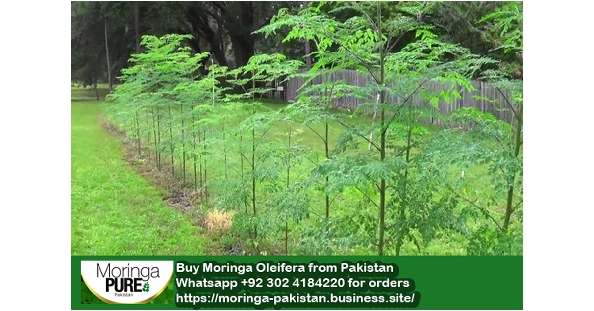 Buy Moringa Leaves Powder from Pakistan