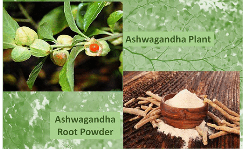 Buy Ashwagandha Powder Pakistan Pure Organic Asgand nagori