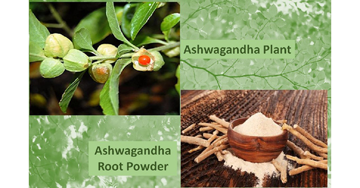Buy Ashwagandha Powder Pakistan Pure Organic Asgand nagori